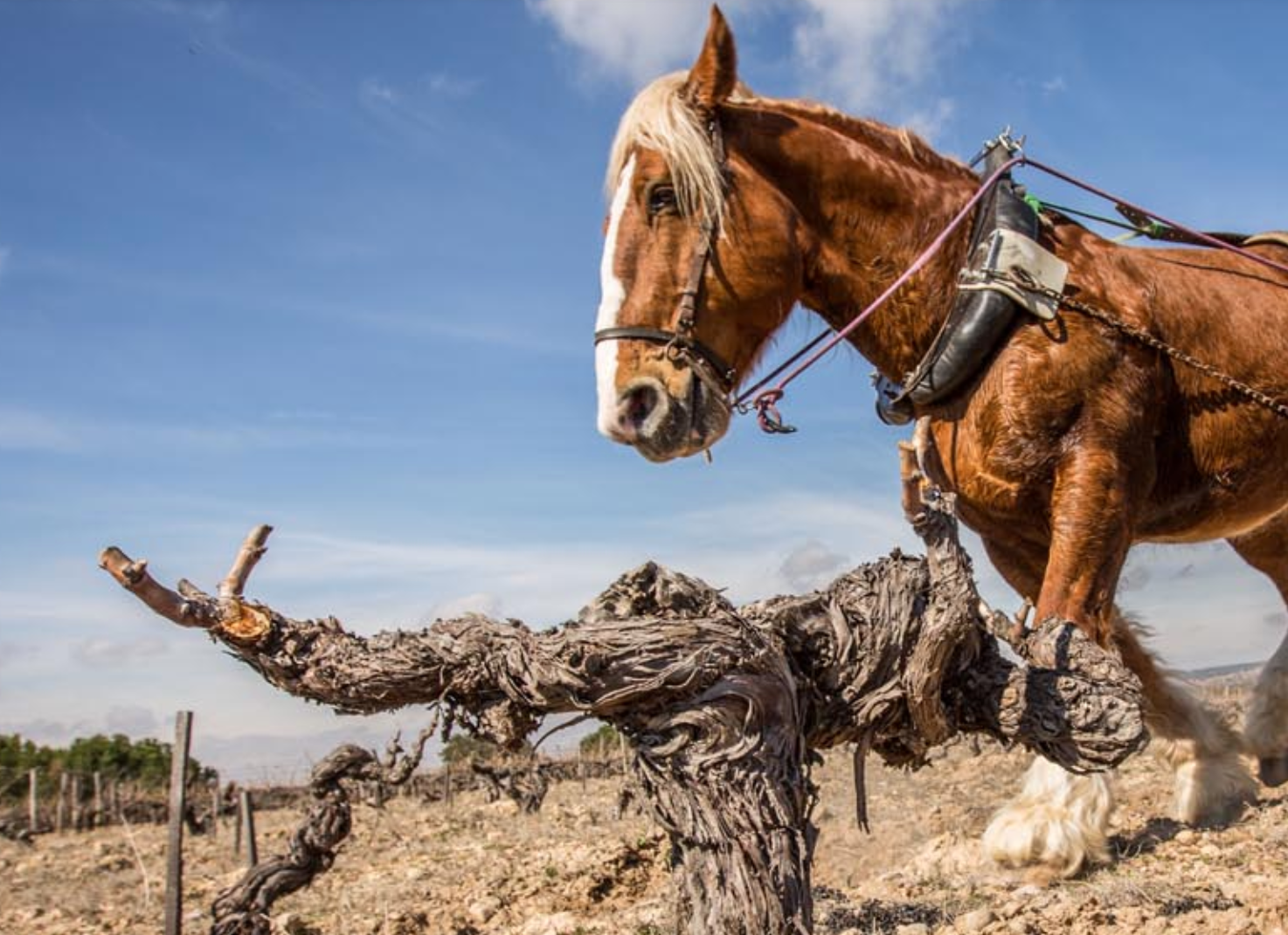 Wines of Torremilanos: A Trip to Ribera del Duero @ Elmwood April 3rd