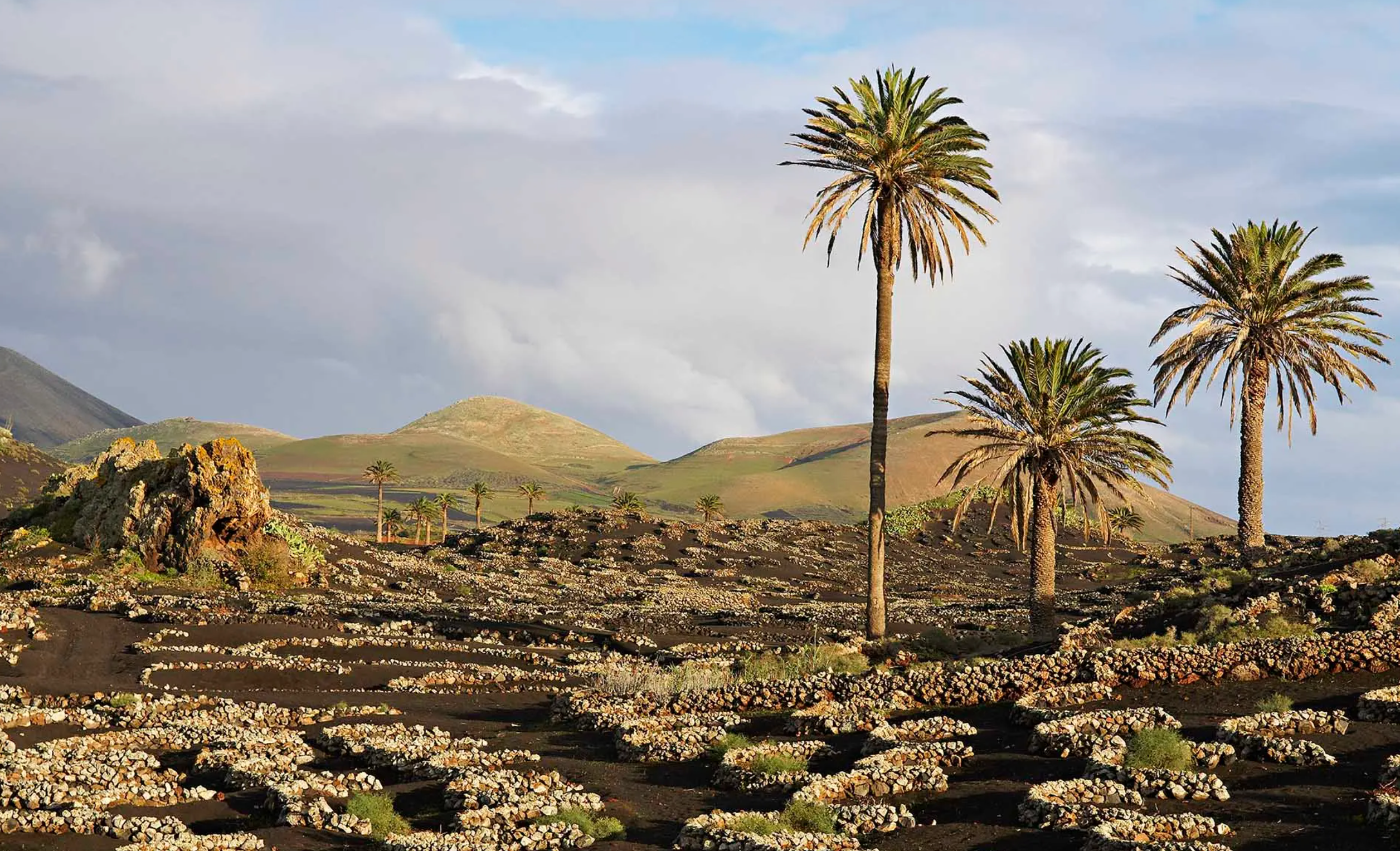 The Canary Islands are not a Monolith @ Solano Cellars August 31st