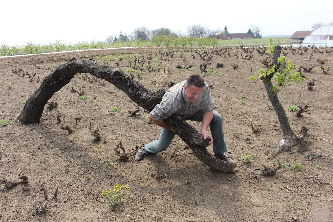 The Serbian Wines of Oskar Maurer @ Elmwood June 8th